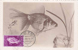 Carte Maximum IFNI 1954 Poisson Fish - Ifni