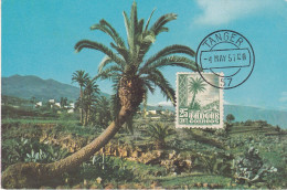 Carte Maximum Tanger 1957 Palmier - Maroc Espagnol