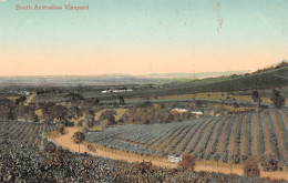 CPA AUSTRALIE / SOUTH AUSTRALIA VINEYARD - Other & Unclassified