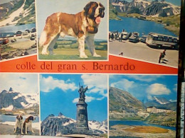 COLLE DEKL GRAN S SAN BERNARDO E CANE DOG VB1983  JV6489 - Other & Unclassified