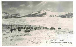 72715881 Yellowstone_National_Park Buffalo Herde Im Winter - Other & Unclassified
