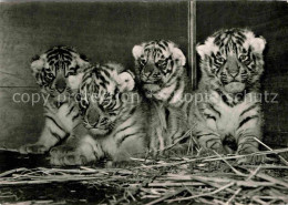 72707395 Tiger Vierlinge Koenigstiger Zoo Basel  - Other & Unclassified