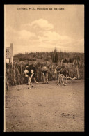 CURACAO - OSTRICHES ON THE FARM - Curaçao