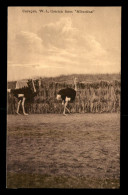 CURACAO - OSTRICH FARM ALBERTINA - Curaçao