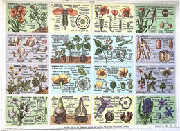 Pédagogie Ecole Images Coupes Anatomie Plantes 2 Planches Scolaires Arnaud Dechaux éditeur 1950 état Superbe - Material Y Accesorios