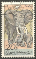 AS-4 Ceskoslovenko Elephant Elefante Norsu Elefant Olifant - Elefantes