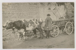 L'Auvergne : Gens De Chez Nous, Au Repos - Attelage De Boeufs (z4195) - Auvergne