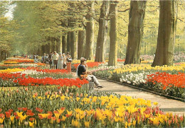 Pays-Bas - Nederland - Lisse - Keukenhof - Fleurs - CPM - Voir Scans Recto-Verso - Lisse