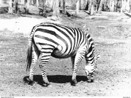 ZEBRE GRANDE PHOTO ORIGINALE 24 X 18 CM R1 - Cebras