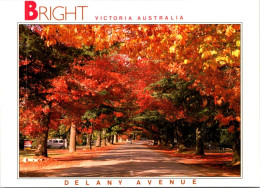 15-5-2024 (5 Z 11) Australia - VIC - Trees In Bright - Bomen