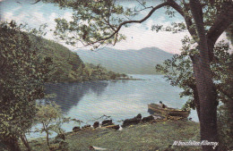 Ireland / Eire - At Innisfallen Killarney Co. Kerry Posted 1906 To UK - Kerry