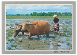 CPSM 10.5 X 15 Thaïlande (64) Cultivation Of The Rice In Thailand Raking The Field In Préparation For Rice Planting* - Thaïlande