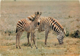 Animaux - Zèbres - Collection Faune Africaine - CPM - Voir Scans Recto-Verso - Cebras