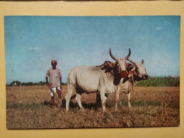 KOV 506-32 - BULL, TAUREAU, INDIA - Toros