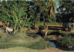 ANTILLES - Haiti - Leogane - Animé - Vue Générale  - Vaches - Carte Postale - Haïti