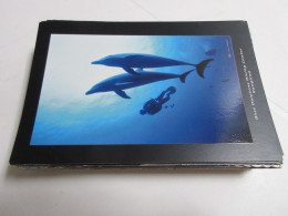 CP CARTE POSTALE ANIMAUX GRANDS DAUPHINS - Vierge - Delfines