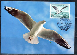 REPUBBLICA DI SAN MARINO 1959 POSTA AEREA UCCELLI BIRDS GABBIANO LIRE 5 MAXI MAXIMUM CARD CARTOLINA CARTE - FDC