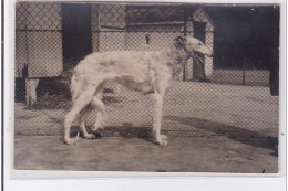 St-CYPRIEN : Carte Photo Chenil Du Domaine Des Capeillans Dressage Chiens Domaine Des Capeillans - Très Bon état - Saint Cyprien