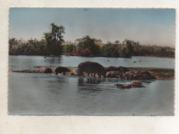 Congo - CPSM - Faune Africaine -  Hippopotames Au Bain - 1954 -  Scan Du Verso - - Pointe-Noire