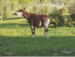 (ANIMALI) OKAPI, FROM DEMOCRATIC REPUBLIC OF CONGO - New Postcard, Printed In Australia - Cebras