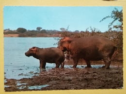 KOV 506-48 - HIPPOPOTAMUS, KENYA, HIPPOPOTAME,  - Rhinoceros