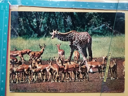 KOV 506-49 - GIRAFFE, IMPALA, AFRICA, ZAMBIA - Jirafas