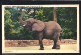 AK Washington, D. C., Elephant, National Zoological Park  - Olifanten