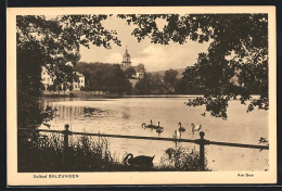 AK Salzungen, Schwäne Auf Dem See  - Bad Salzungen