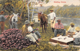 CPA COSTA RICA / SHELLING COCOA - Costa Rica