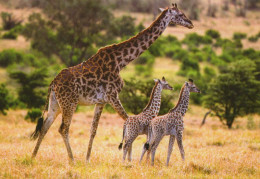 GIRAFE Animaux Vintage Carte Postale CPSM #PBS952.FR - Jirafas