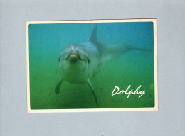 Dauphins - Delfines