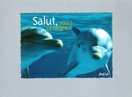 Dauphins - Delfines