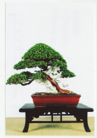 Postal Stationery China 2006 Bonsai Tree - Bomen