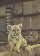 TIGRE Animale Vintage Cartolina CPSM #PBS056.IT - Tigres