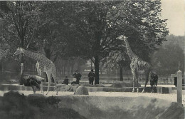 Animaux - Girafes - Parc Zoologique Du Bois De Vincennes - Les Girafes Sur Leur Plateau - Carte Neuve - CPM - Voir Scans - Girafes