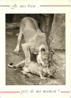 Animaux - Fauves - Lion - CPM - Voir Scans Recto-Verso - Lions