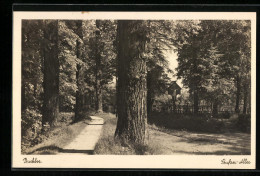 AK Buchloe, Idylle An Der Seufzer-Allee  - Buchloe