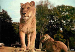 Animaux - Fauves - Lion - Réserve Africaine Du Château De Thoiry En Yvelines - Zoo - CPM - Voir Scans Recto-Verso - Löwen