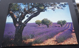 Provence - Sous Le Beau Ciel De Provence - Champ De Lavande - Editions De France, Marseille - Provence-Alpes-Côte D'Azur