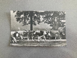 Almabtrieb Carte Postale Postcard - Cows