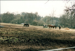 Medingen-Bad Bevensen Klosterhof Medingen Pferde Auf Der Koppel 1996 Privatfoto  - Bad Bevensen