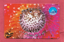 Singapore- Water Is Life. 1998 International Year Of The Ocean- Singapore Telecom. Used Phone Card By 20 Dollars. - Singapore