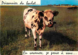 Animaux - Vaches - Carte Humoristique - CPM - Voir Scans Recto-Verso - Cows