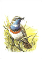 CM/MK** BLANCO - 2321 - Gorgebleue à Miroir Blanc / Blauwborst / Blaukehlchen / Bluethroat - BUZIN - RRR - 1985-.. Oiseaux (Buzin)