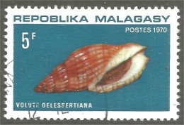 XW01-1636 Madagascar Coquillage Muschel Shell Schaltier Crostacei - Conchiglie