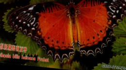 TELECARTE ETRANGERE....PAPILLON.. - Butterflies