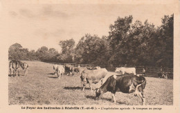 REALVILLE LE FOYER DES INDIRECTES L'EXPLOITATION AGRICOLE LE TROUPEAU AU PACAGE TBE - Realville