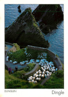 Irlande - Kerry - Dingle Peninsula - Dunquin - Troupeau De Moutons - Ireland - CPM - Voir Scans Recto-Verso - Kerry