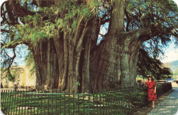 MEXIQUE - The Tule Tree - Santa Maria Del Tule - Animé - Colorisé - Carte Postale - Mexique