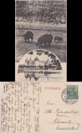 Ansichtskarte Moritzburg 2 Bild: Wildschweine Und Jagdschloss 1913  - Moritzburg